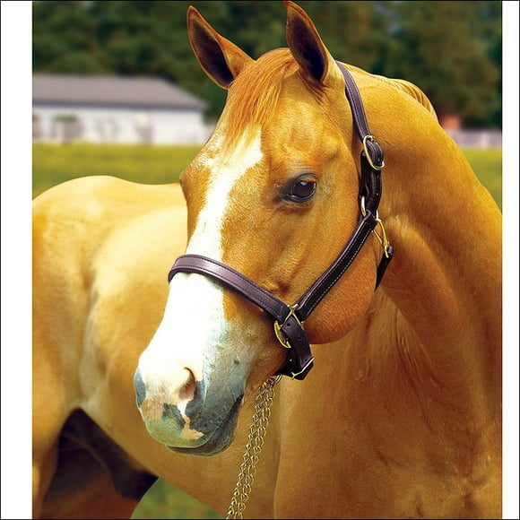 Perris Horse 3/4-Inch Premium Leather Show Halter 